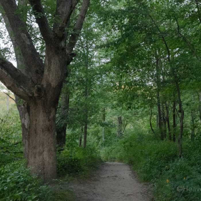 Near Cowles Bog Trail
