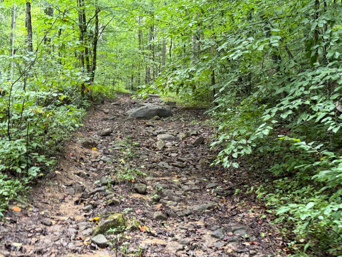 Little Buckhorn Waterfall Trail trail photo