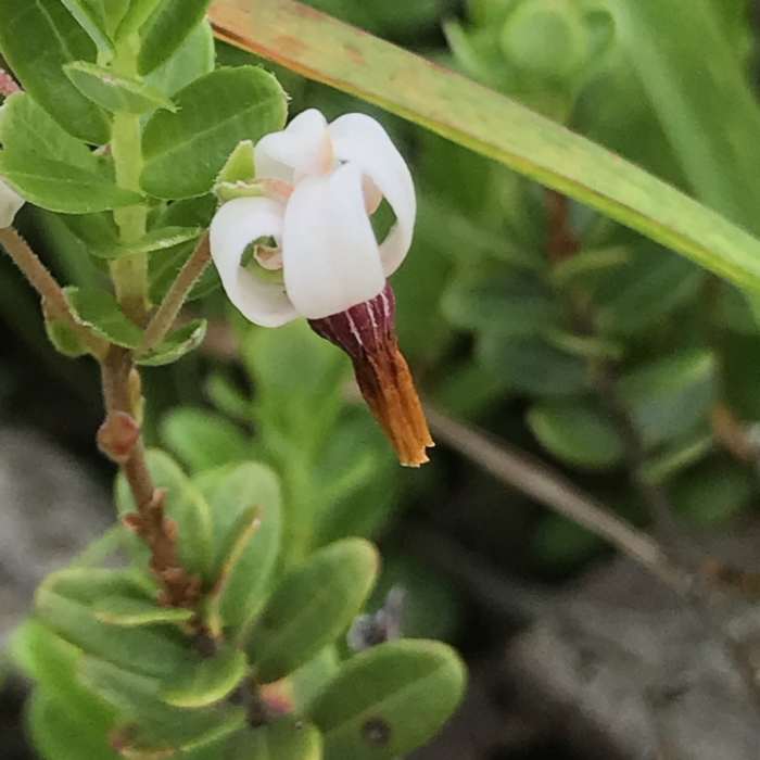 Cranberry Flower Near Presidential Rail Trail