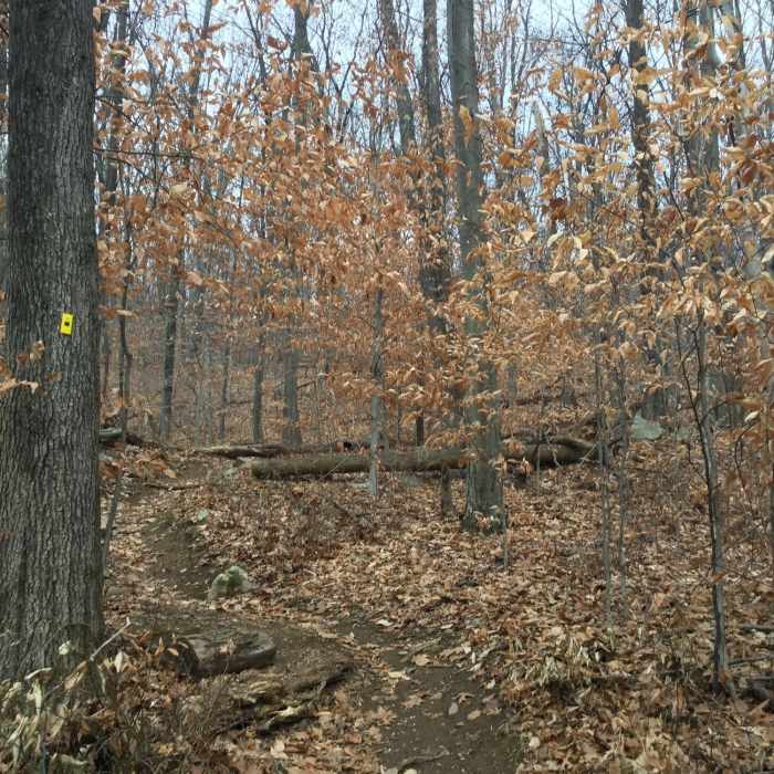 Bee-Line Trail Near Grand Loop Trail
