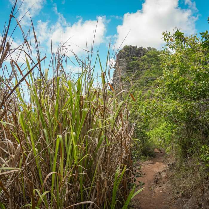Near Kuamo'o Nounou Trail Near Kuamo'o Nounou Trail