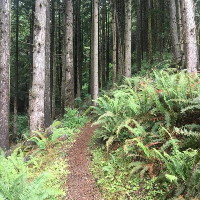 Beautiful and shady trail climbing Tiger Mountain Near Tiger Mountain Trail