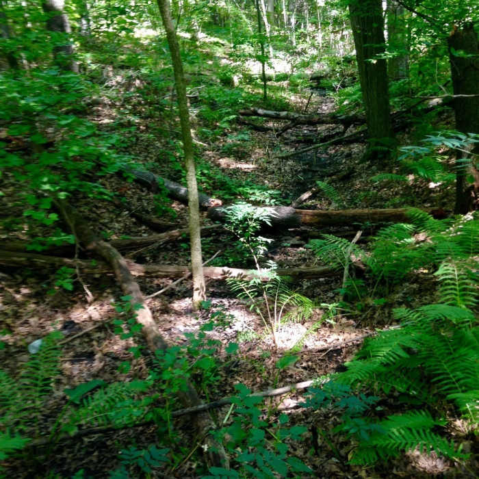 Near Upland Woods Trail (Red)