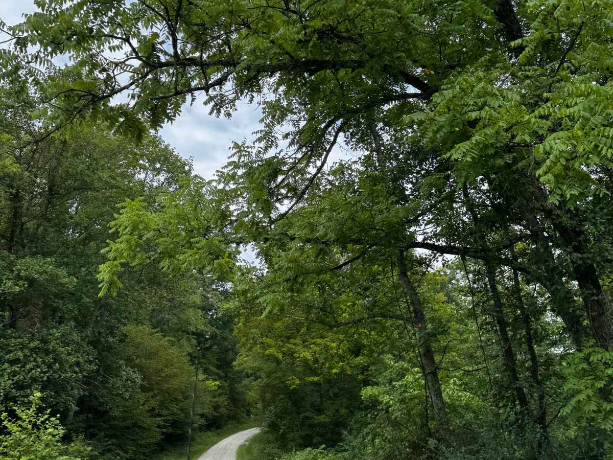 JC Trail 3 photo 2