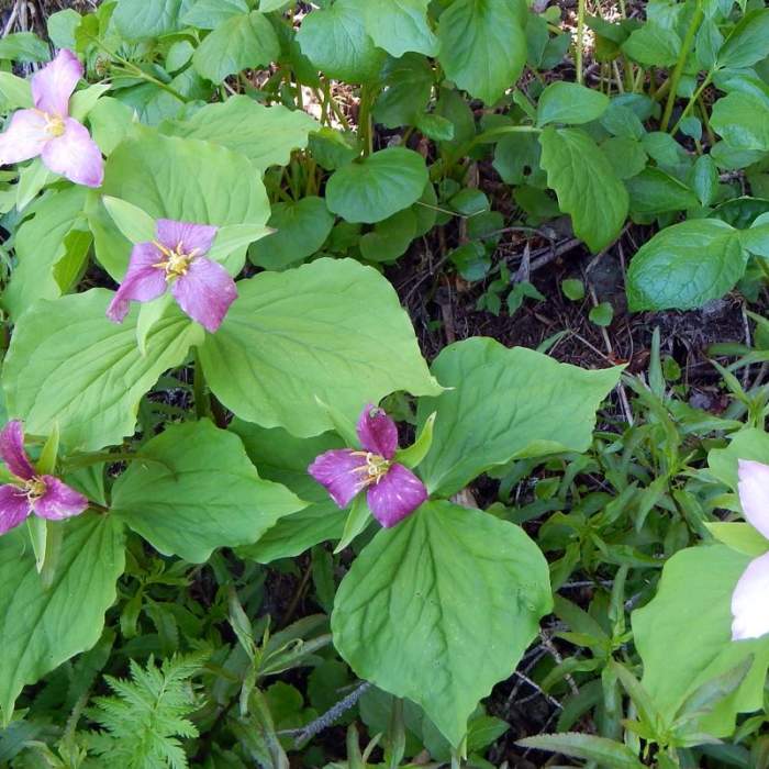 Near Tidbits Mountain