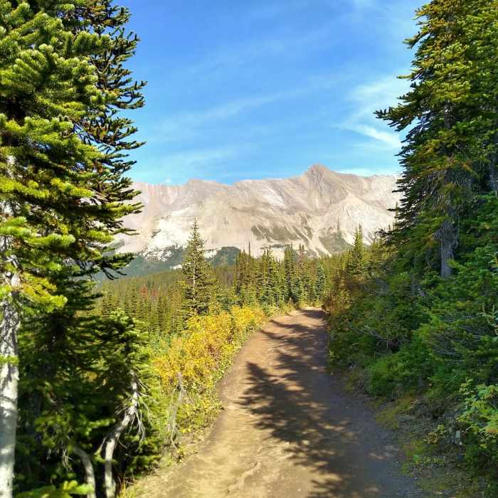 Parker Ridge Trail starts off in the thin fir forest with mountain views. Near Parker Ridge Trail