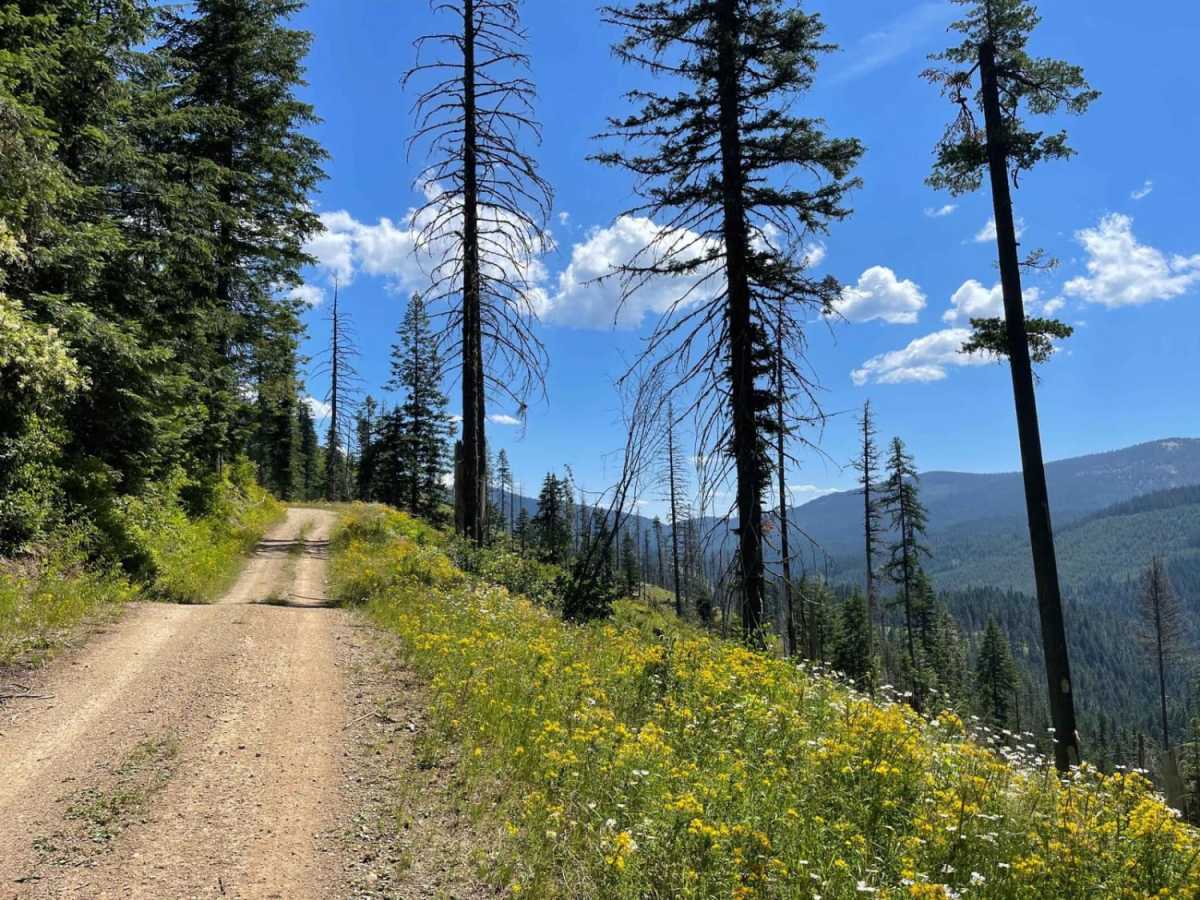 Echo Peak OHV photo 3
