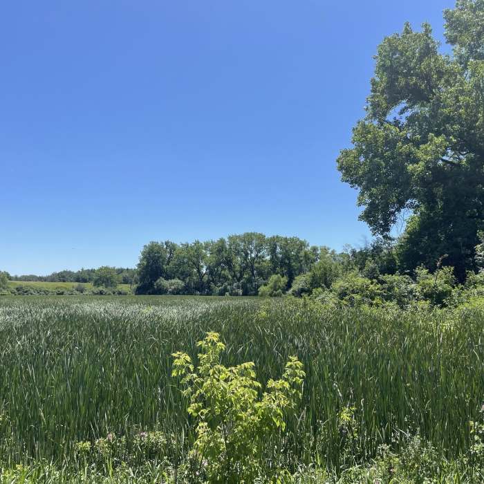 Near Waterfall Glen Main Trail