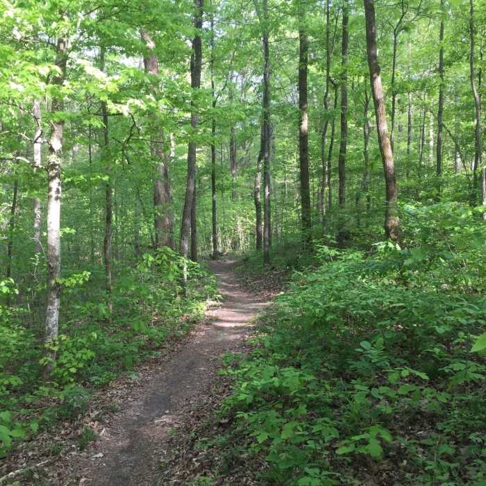 Near Big Hollow Trail North Loop