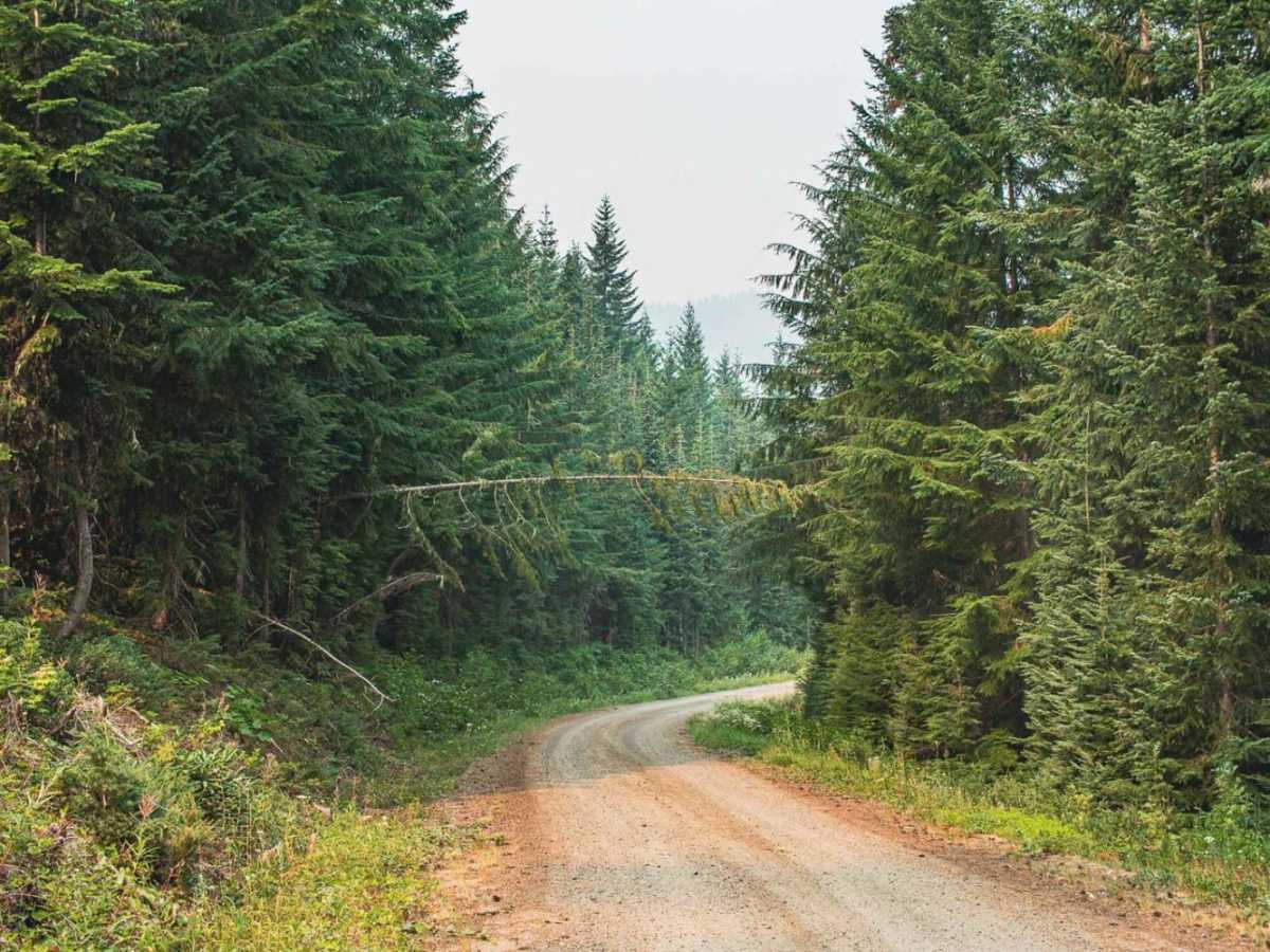 Latiwi Creek trail photo