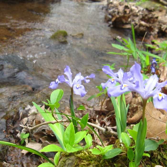 One of several creek crossings on Lower Wheat Trail. Near Wheat Trail