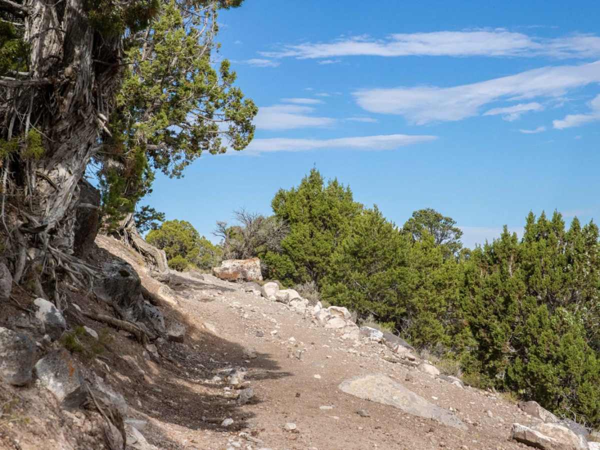 Pinenut Flat Trail photo 3