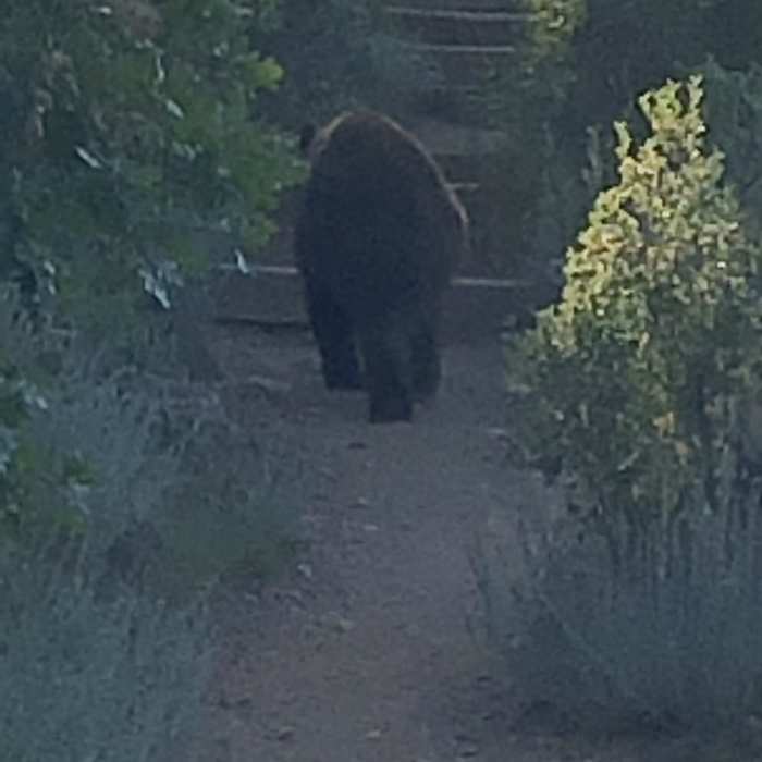 Near Section 16 to Jones Park (and back) Mountain Ramble
