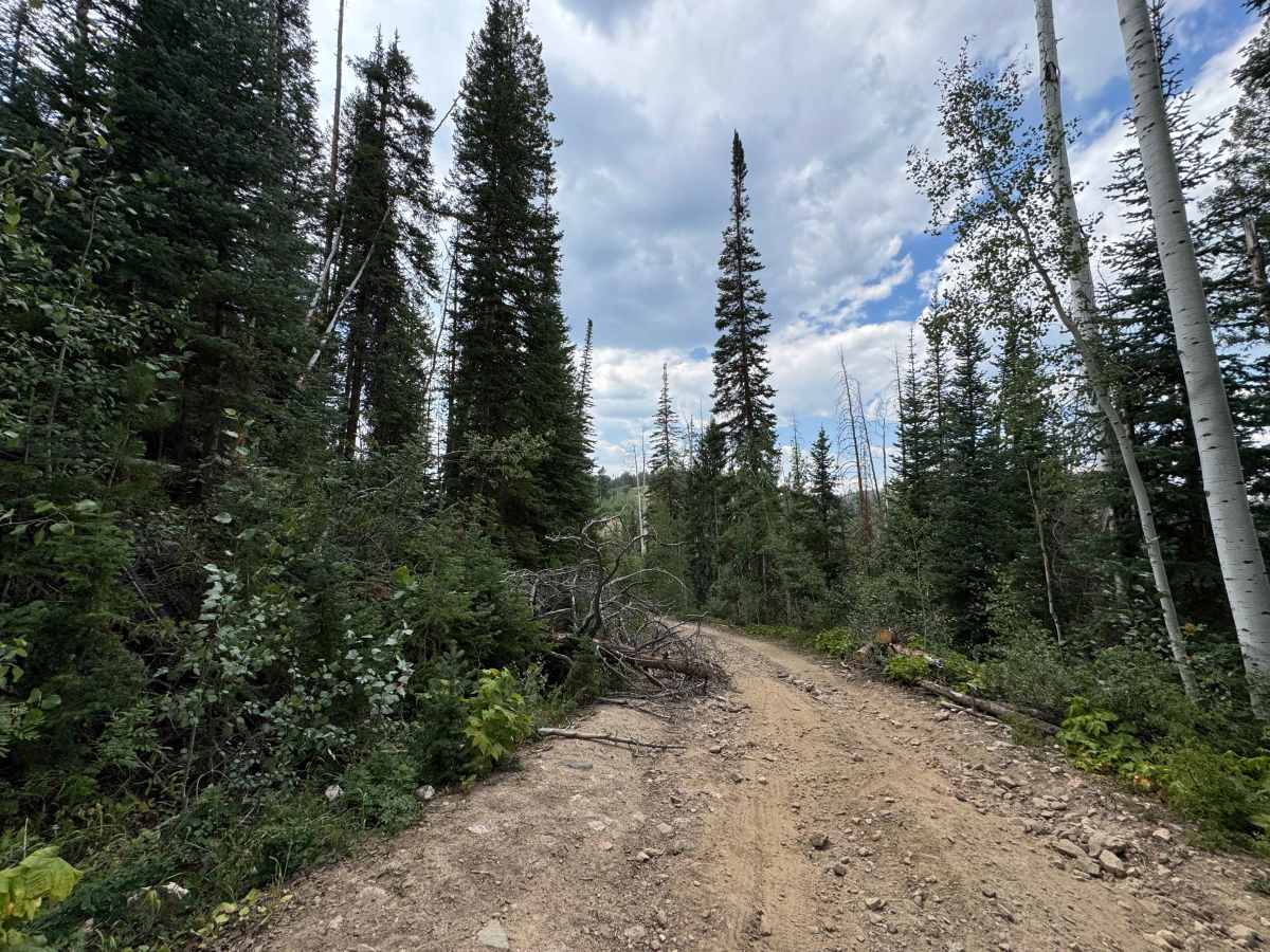 Bowes Mining Road - FS 471 photo 5