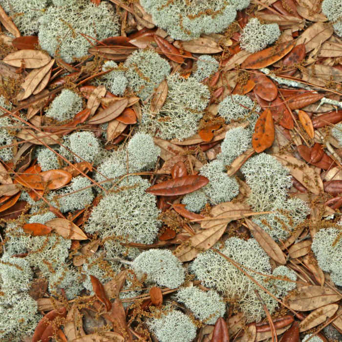 Near Florida National Scenic Trail