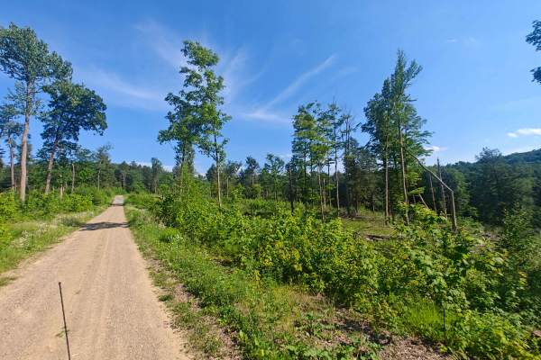 Fire Road 137