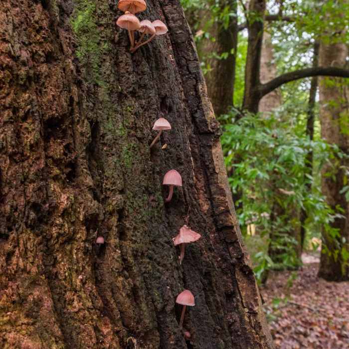 Near Meadow Trail Hike