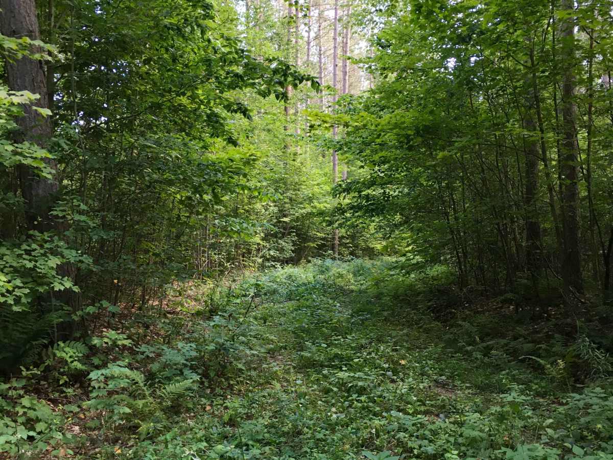 Burma Grade Spur F - FS 3124F trail photo