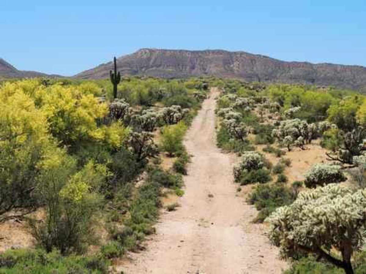 Old 96 Ranch trail photo