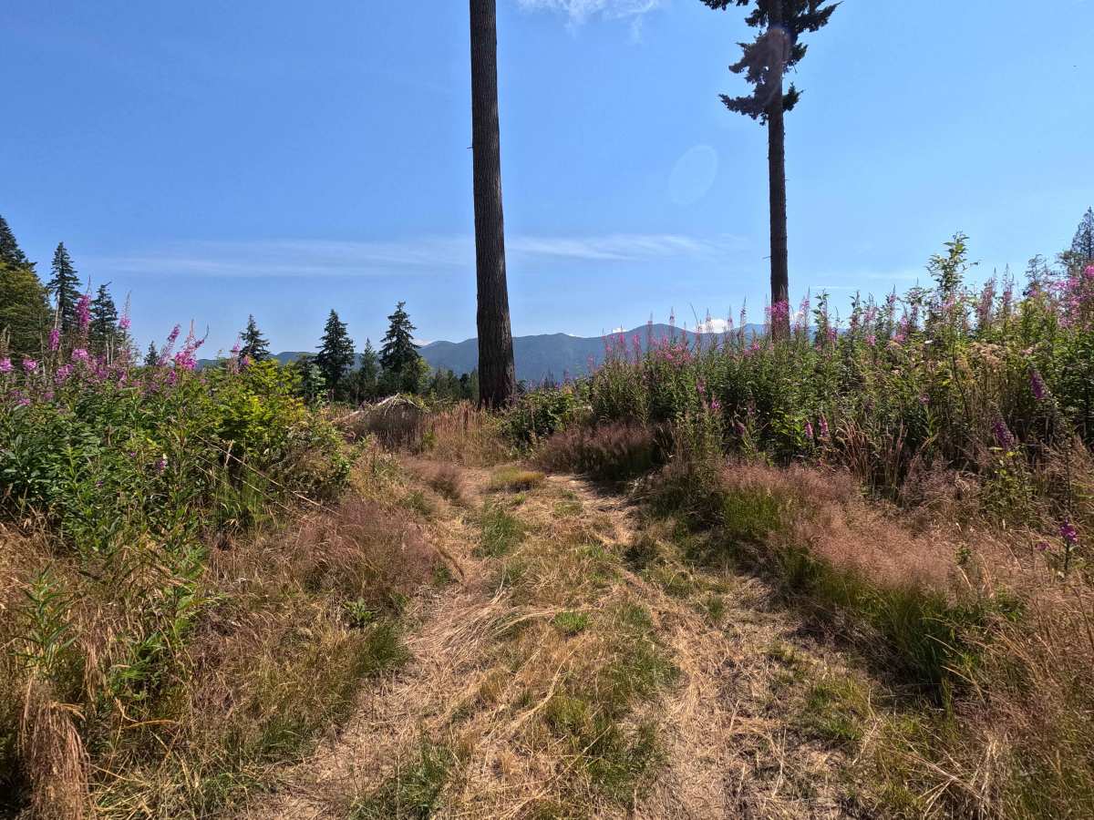 Laddy Buck Trail photo 5
