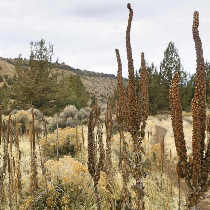 Near Otter Bench Loop Hike
