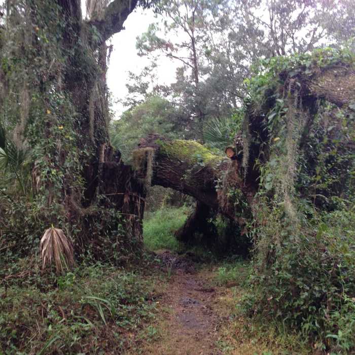 The trail goes under a large broken branch. The trail has now been rerouted out from under this branch. Near Little Manatee River State Park