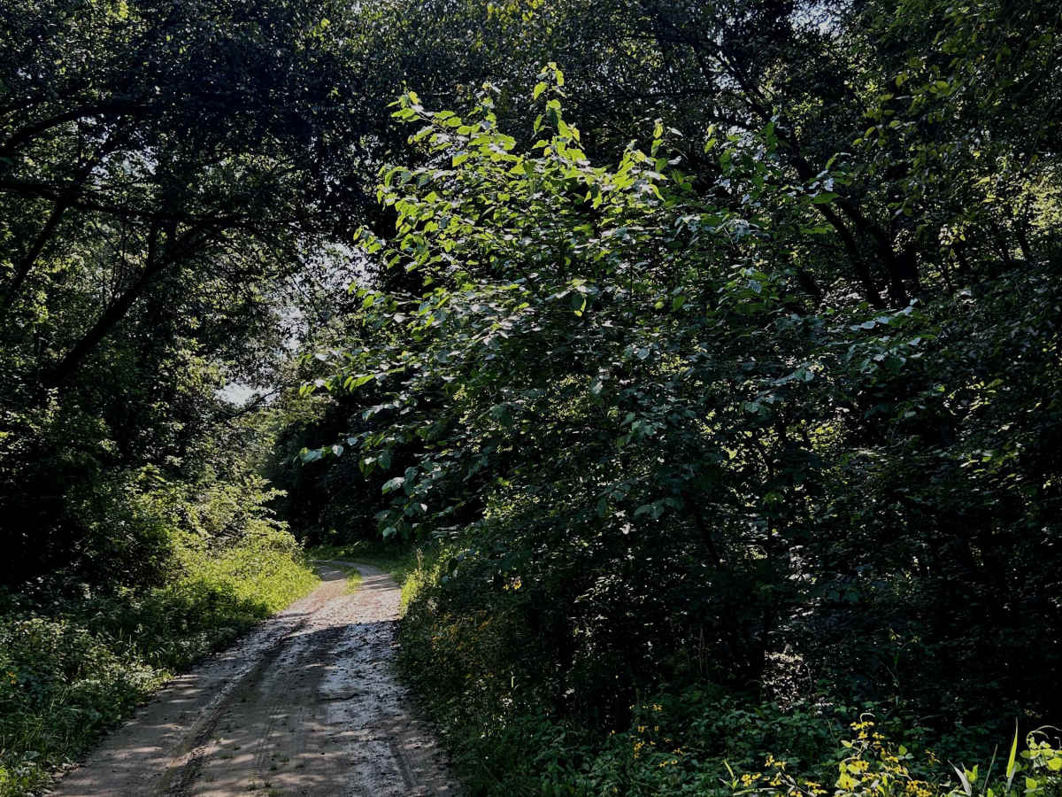 Dolphin Avenue photo 3