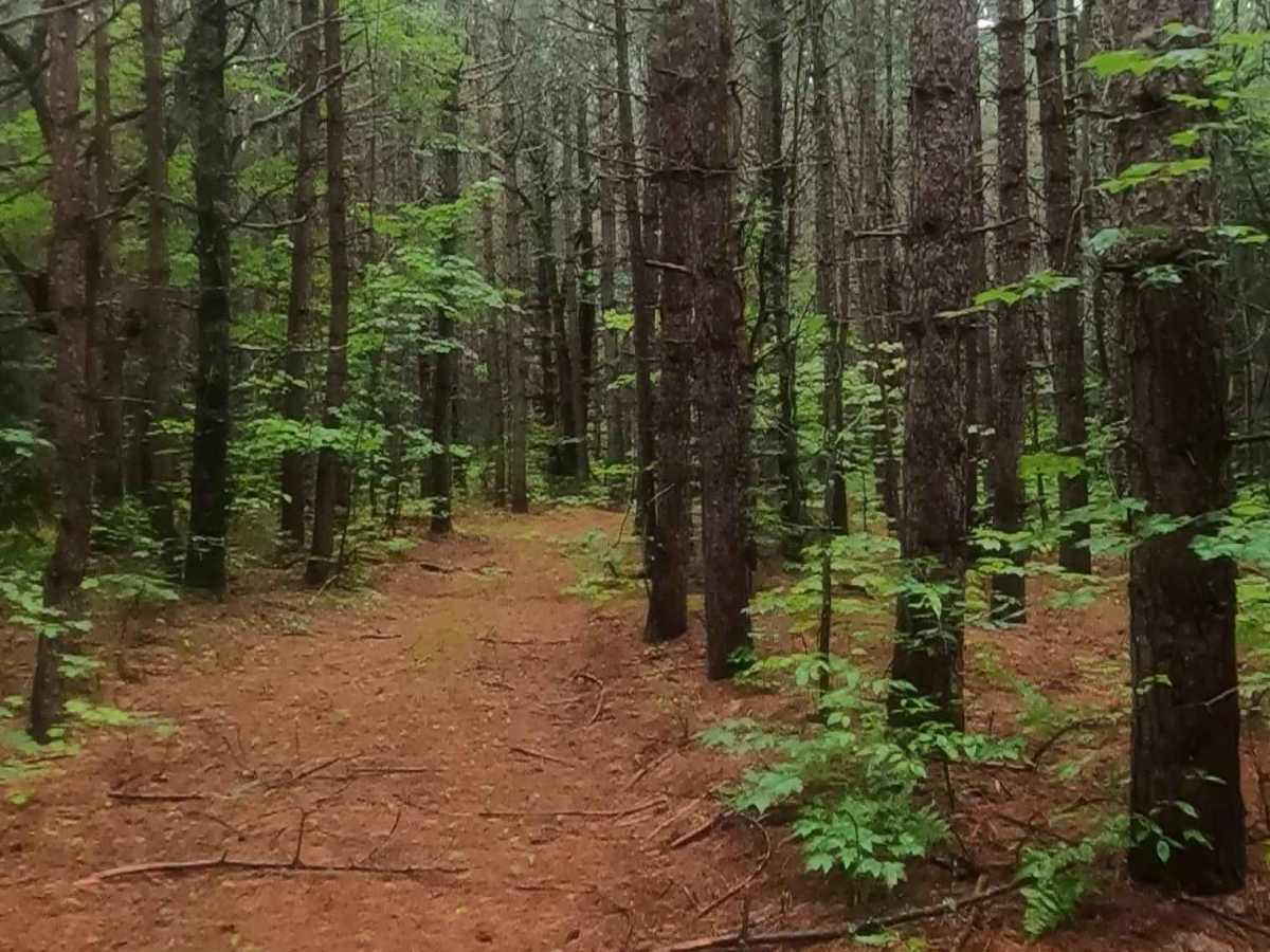 Cherry Plains Spur B (FSR 2148B) trail photo