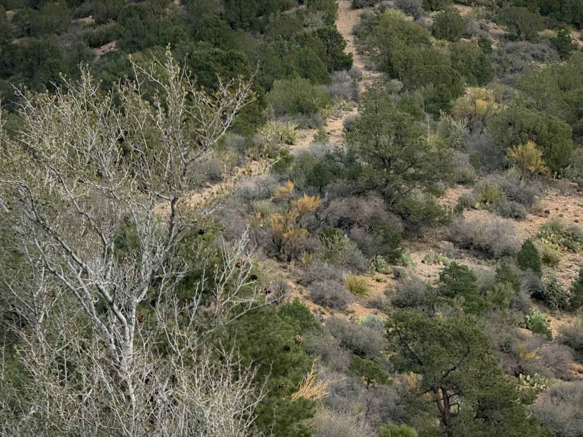 BLM Route 7188  trail photo