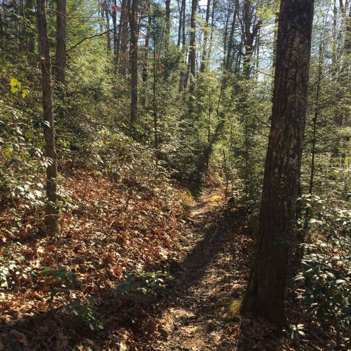 Near Sheltowee Trace NRT - Section 24 South