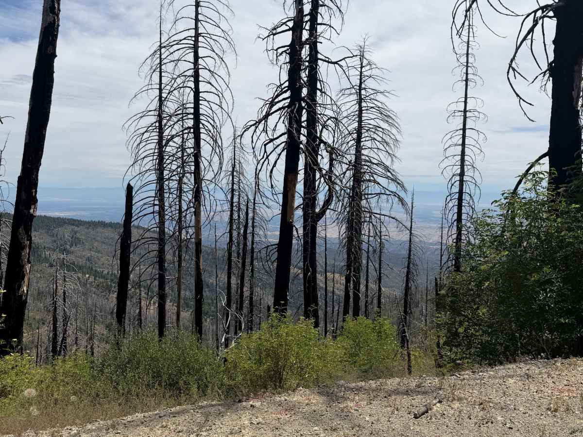 Postpile - FS 24N38 trail photo