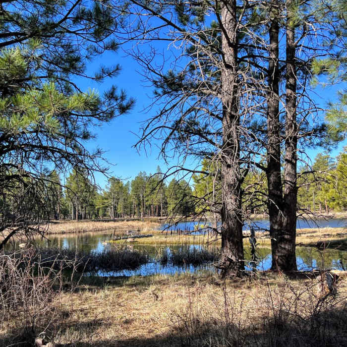 Near Arizona Trail Passage 29: Mormon Lake