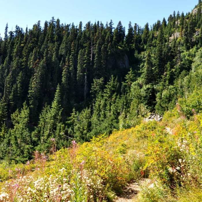 Near Lake Ann via Maple Pass Loop