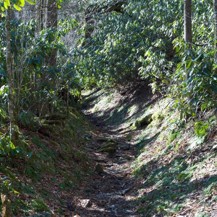 Road Prong Trail as it narrows and begins it's climb to Clingmans Dome Road and the AT. Near Road Prong Trail