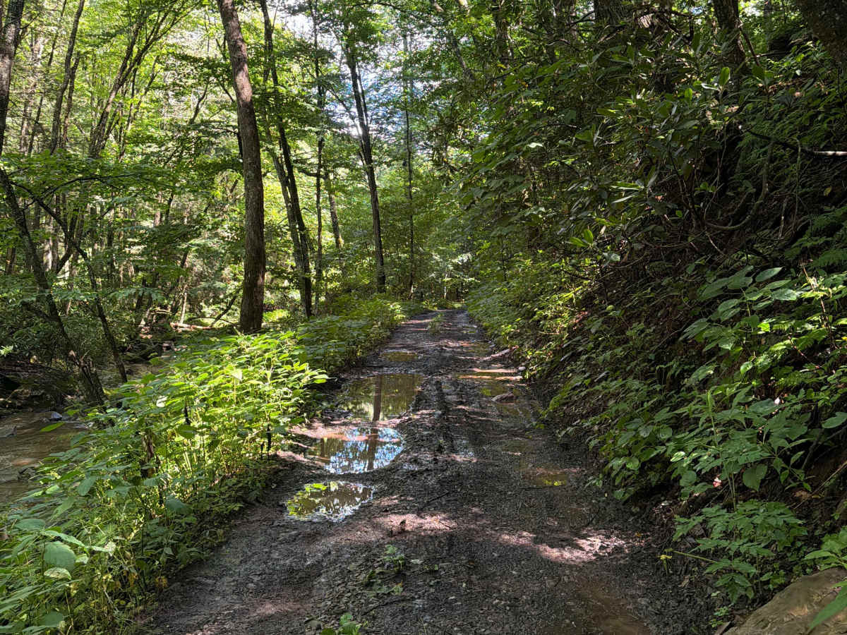 Hills Creek Road trail photo