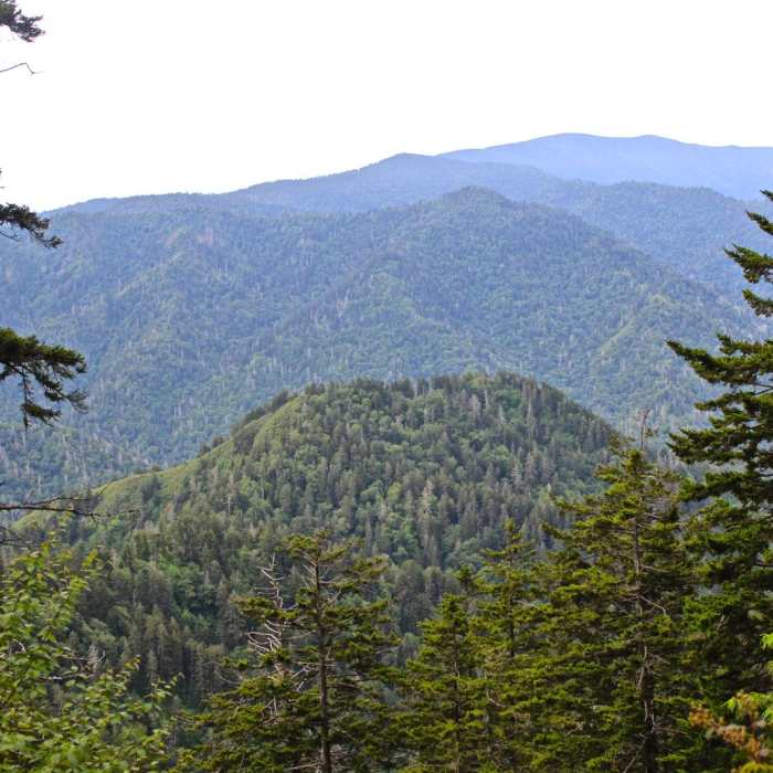 Near Mount LeConte via Alum Cave Trail Near Mount LeConte via Alum Cave Trail