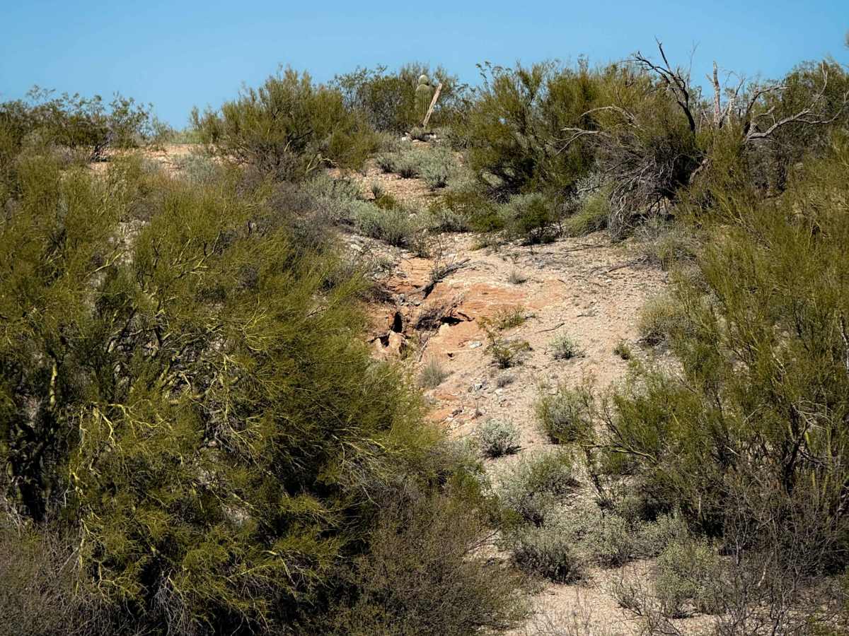Primitive Trail  trail photo
