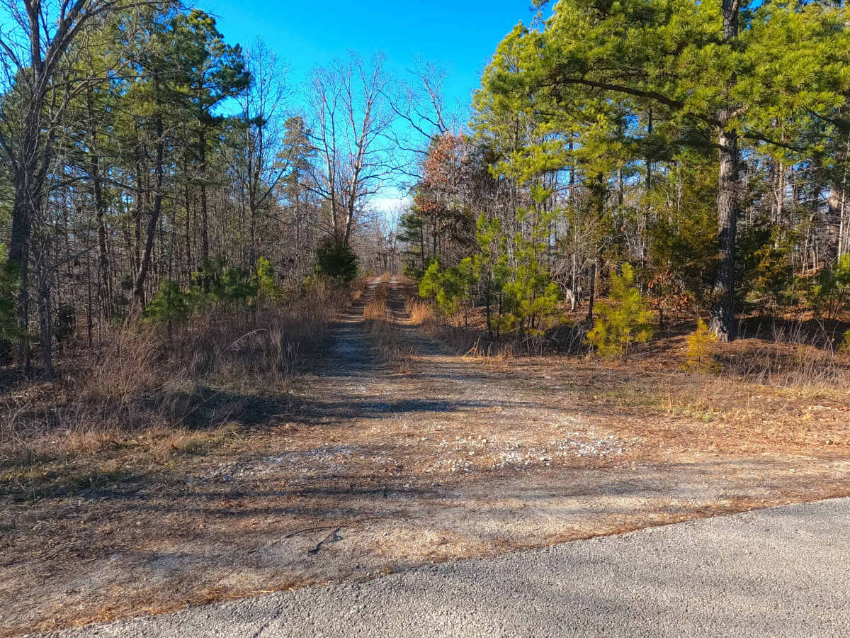 Tall Tree - FS 2243 trail photo