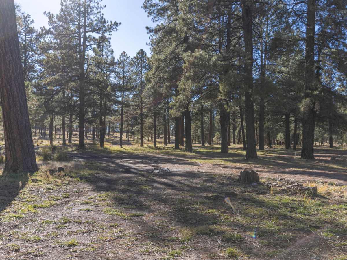 Firewood Camping Trail photo 3