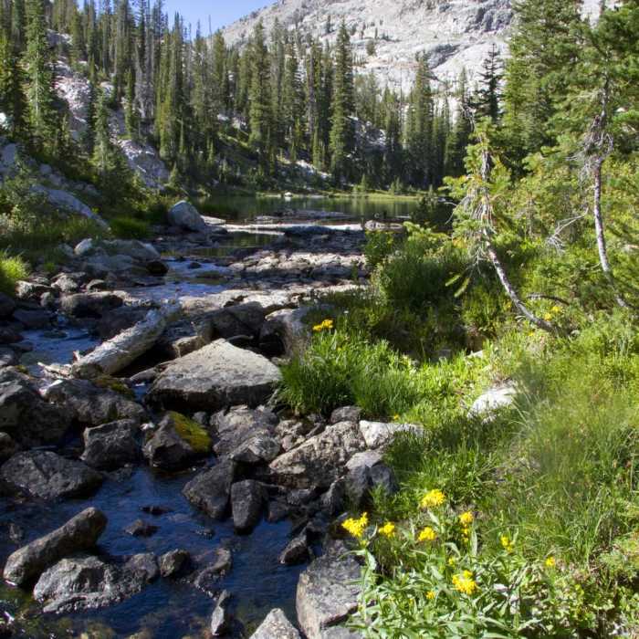 Near Alpine Creek Canyon