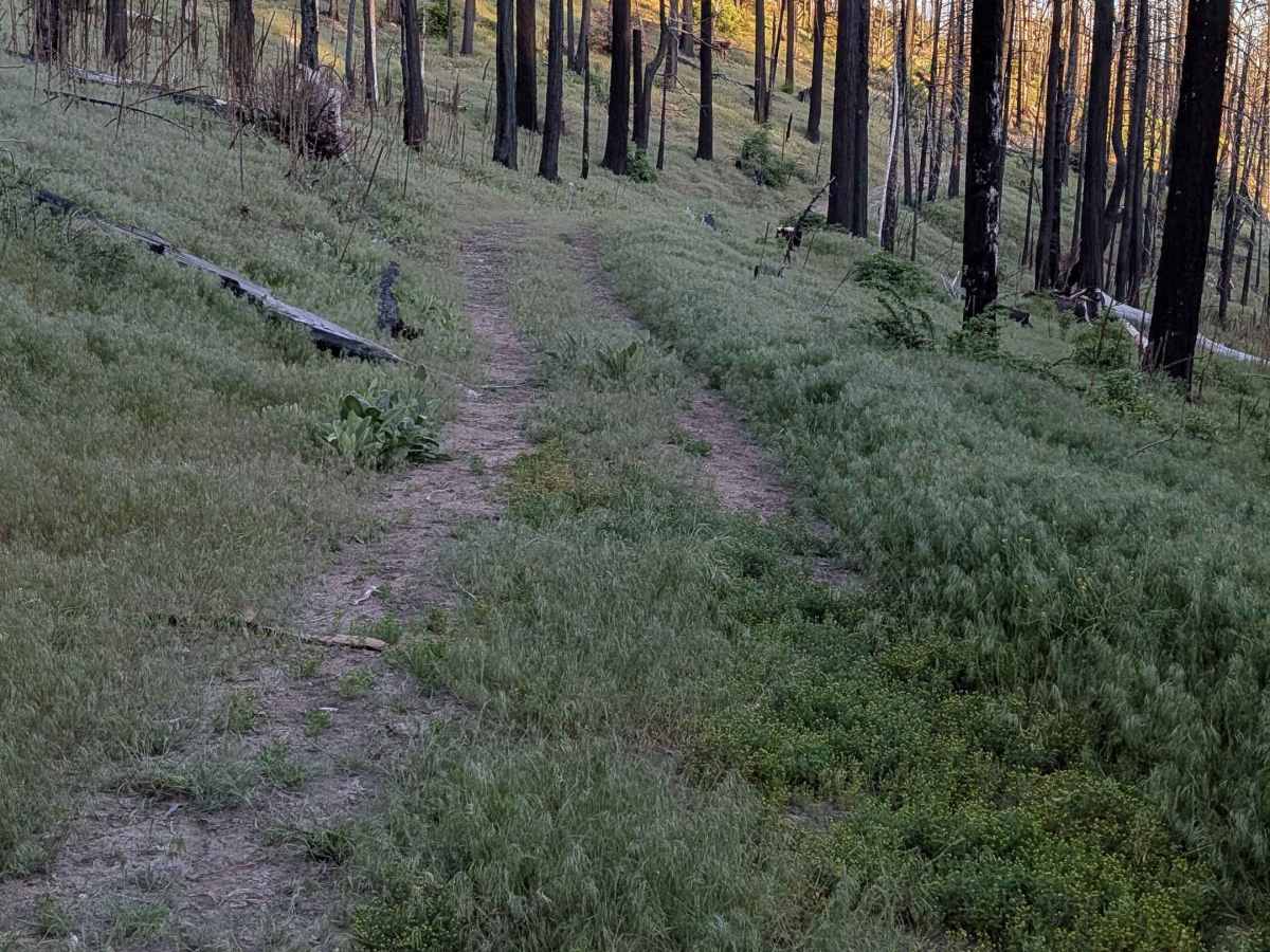 Black Mountain Saddle - FS 32E59 photo 3