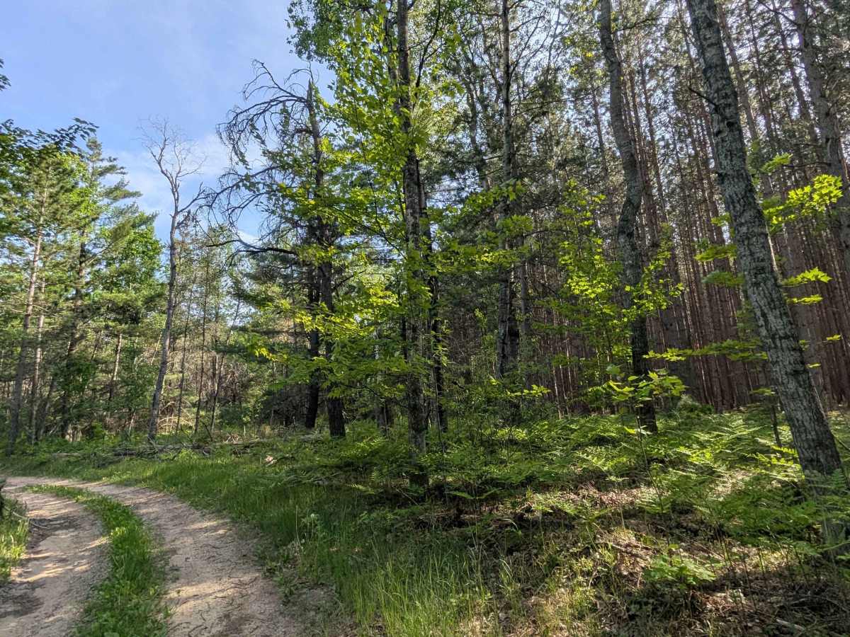 Swamp Camp Trail photo 4