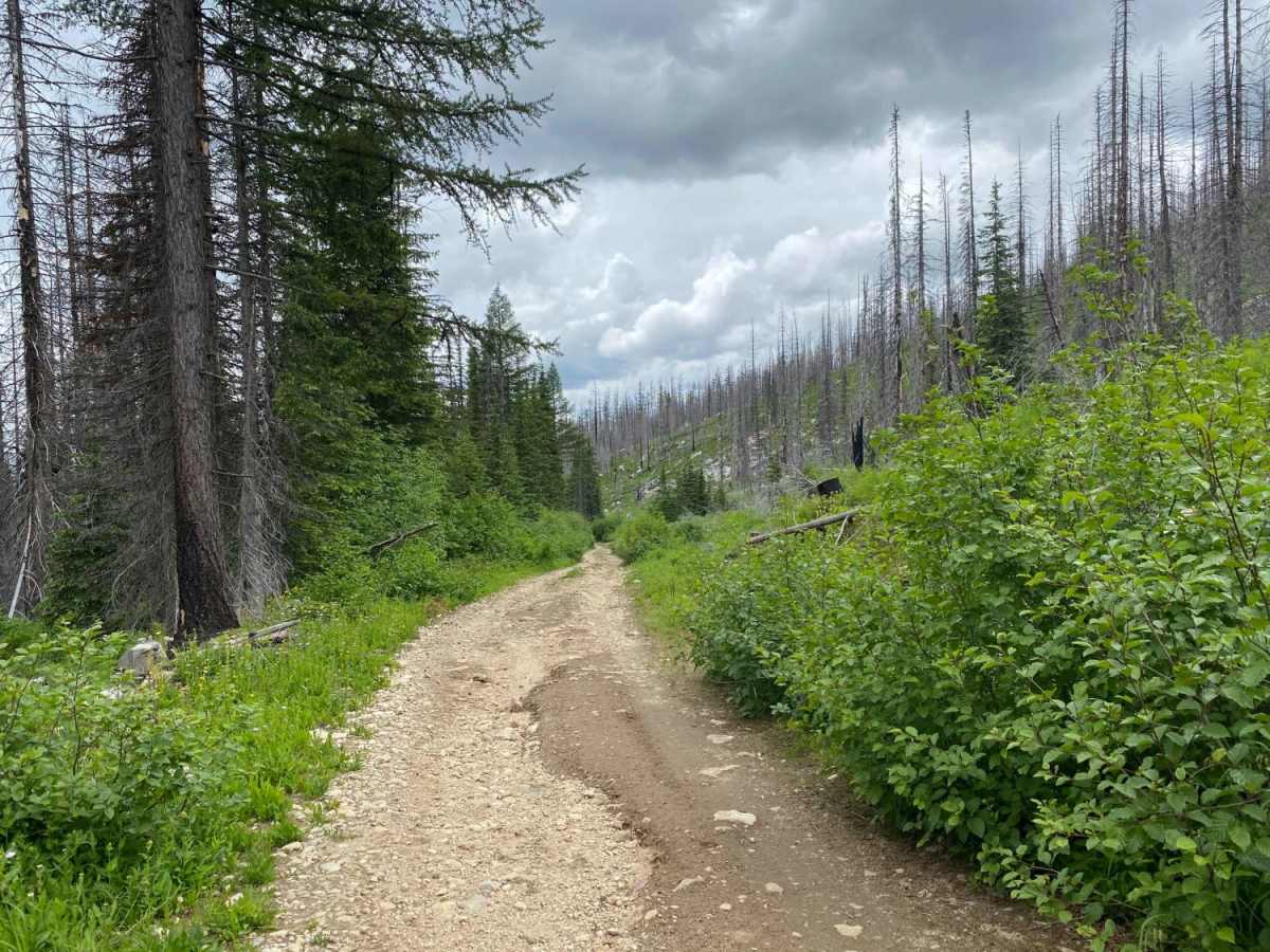 Daveggio Creek trail photo