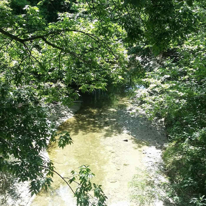 Near Cottonwood Trail