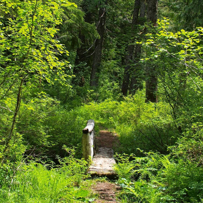 Along the Bell Creek Trail Near Bell Creek Trail #459