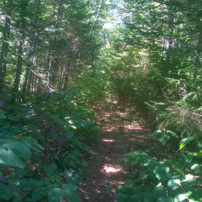 Near Hancock Notch Trail #32189