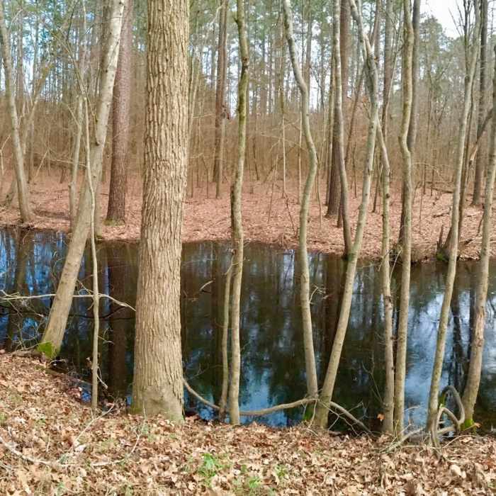 Black swamp waters are your trailside companion along this part of the Eagle Spur Trail. Near Eagle Spur Trail
