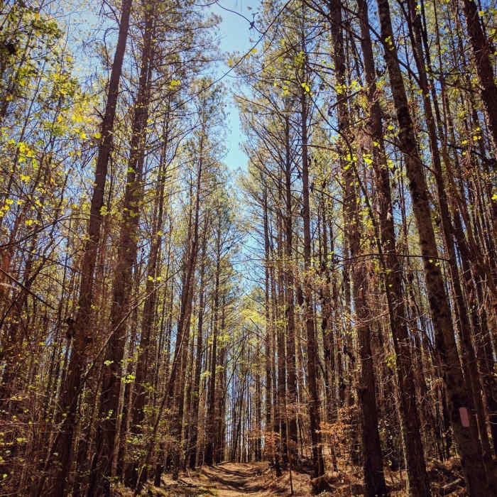Near Boling Creek Park Trails