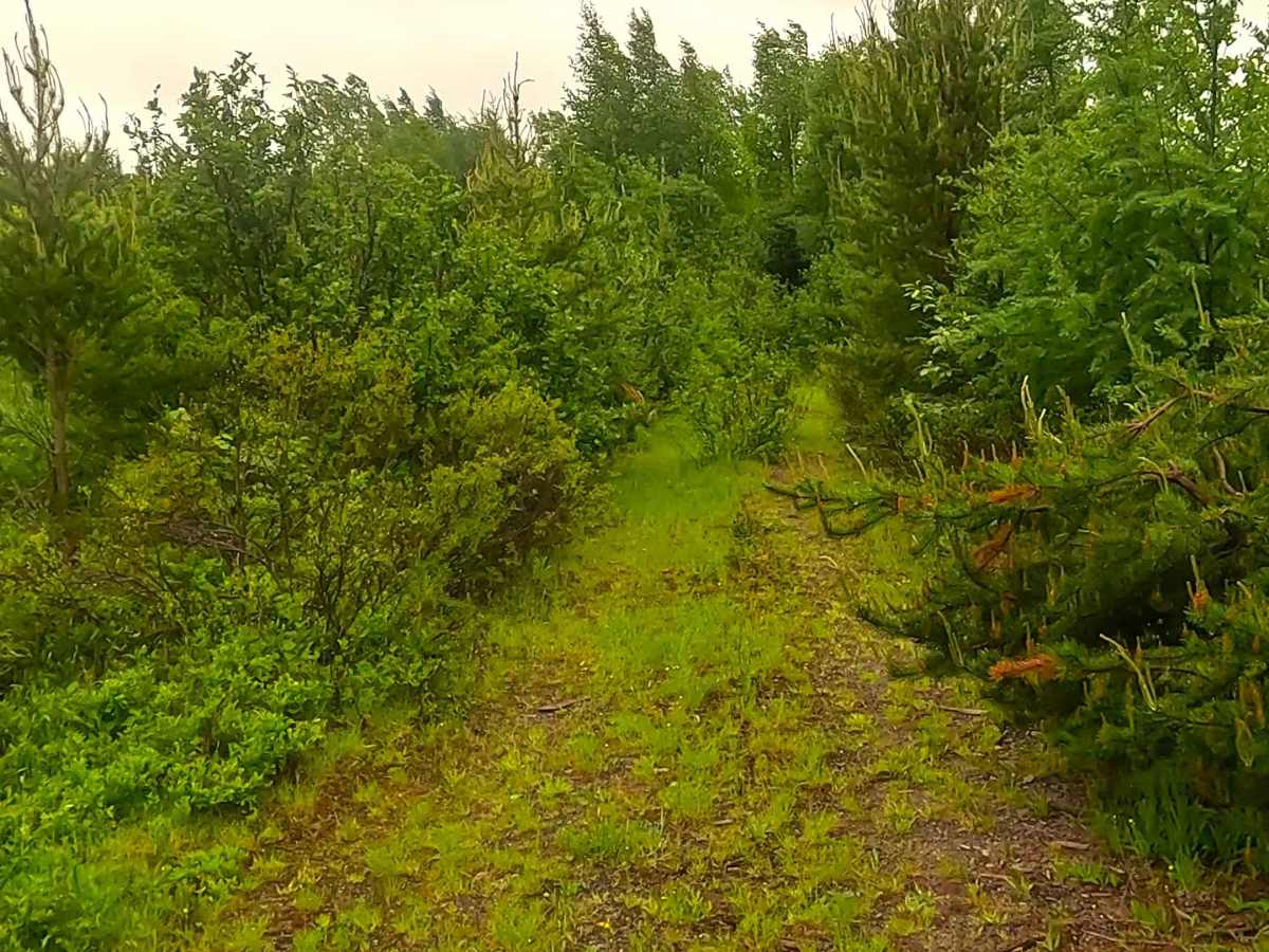County Road LYU photo 2