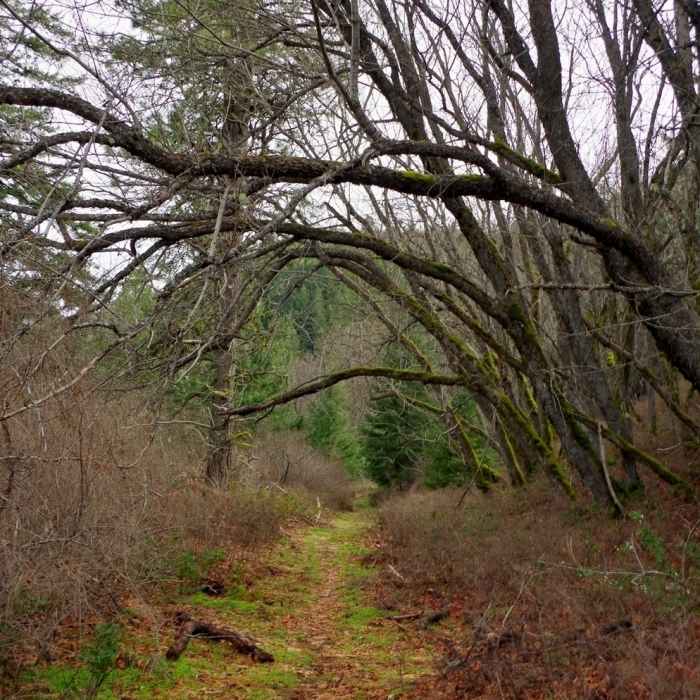 Near Lone Pilot Loop